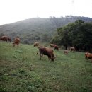 정다운농장 이미지