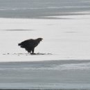 오리사냥 이미지