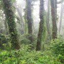 태고의 신비를 간직한 제주 사려니숲으로 오세요.. 이미지