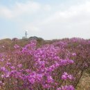 [화요평산] 비슬산 참꽃산행(4. 23) 이미지