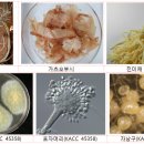 일반곰팡이17 좁쌀아스페곰팡이(Aspergillus pseudoglaucus) (검토용) 이미지