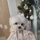 큐티펫살롱 이미지