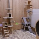 하리애견 이미지