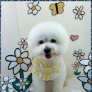 하이뭉치(Hi Moongchi) | 지제역애견미용 하이뭉치 지제동삭점에서의 특별한 하루