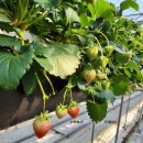 동읍1167 | 👩‍🌾🧑‍🌾창원 가성비좋은 딸기체험농장, 내가키워팜(farm)🍓🥬