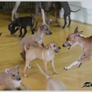 샴프네집 이미지