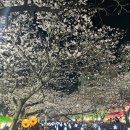 제황초등학교 | 진해군항제 주차 어디에 해야 할까? 여좌천 기준 현실 공략 (직접 해본 방법)