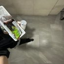 와글와글보세 | 다이소 깻잎 씨앗 키우기 | 베란다 텃밭 7일차 성장 후기 (+파)