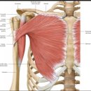 대흉근 소흉근 이미지