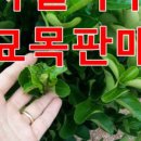 솔로몬마트 이미지