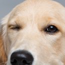 우리집동물병원 이미지