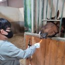 분당승마클럽 이미지