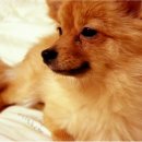 수원-0571 이미지