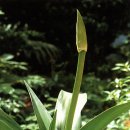 제주 토끼섬 문주란자생지 이미지