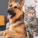 반려동물 간식 이미지