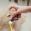 아띠동물병원 이미지