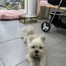 샤인펫 (Shine pet) 이미지