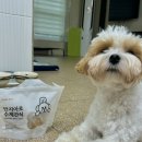 안지아로 수제간식 이미지