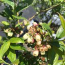 보라농장 | 블루베리농장 보라블루베리 딸기체험 끝! 블루베리농장체험 비용 예약 위치 후기