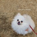 똑똑하개 | 강아지 방문교육 후 느낀 점 요약과 솔직 리뷰