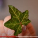 infamous Phantom leaf experiment exposed 이미지