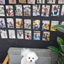 언니네 펫 이미지