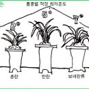 한국춘란 월동기 휴면의 딜레마(dilemma) 동해(凍害)03(월계난768) 이미지