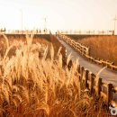 신성리갈대숲 금빛 물결과 바람이 속삭이는 서천의 힐링 명소 이미지