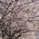 황구지길 | 수도권 라이딩 추천, 수원 황구지천 벚꽃길 걷기 추천 및 후기