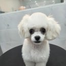 댕댕그루밍 이미지