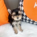 오독안심분양센터 강아지분양 고양이분양 목동점 이미지