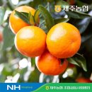 천혜향