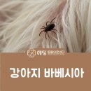 이마트24 영종시계탑점 | 강아지 바베시아 전염 치료, 잠복기 있고 재발 잦아 완치까지 검사 필요