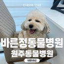 조아동물병원 | 원주동물병원 추천, 친절한 원장님이 계신곳에서 싸리 중성화수술 후기