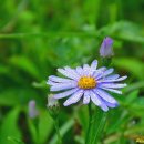 아침이슬 이미지