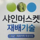 샤인머스켓포도, 샤인머스켓묘목 재배기술 이미지