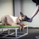 루카스독트레이닝 이미지