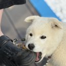 아르릉 | 반려견 심장사상충 바르는 예방약 엘란코 애드보킷(Advocate) 사용 후기