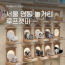 션샤인캣 | 서울 명동 실내 놀거리 루프캣미 고양이카페 데이트 가볼만한곳