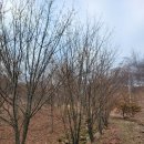 산겨릅<b>나무</b> 벌나무 산청목<b>나무</b> 가지치기 그리고 말리기