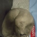씨에이치엠 Daum카페