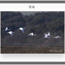 비조