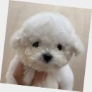 종로-종로-종로-종-142 | 종로말티푸분양 애견샵 후기