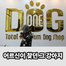 토이 켄넬 | 세종 강아지분양 후기, 성견돼도 작은 토이푸들을 어르신께 권한 이유