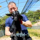 반도흑염소 농장 이미지