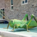 주읍리산수유꽃마을 이미지