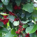 거창-북상-3 이미지