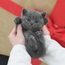 미유펫 동물병원 | 함평고양이분양 진실된 상담 미유펫 솔찍 후기