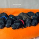 남양주켄넬 이미지