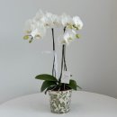 리틀 플라워 이미지